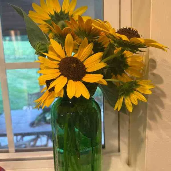 Sunflowers