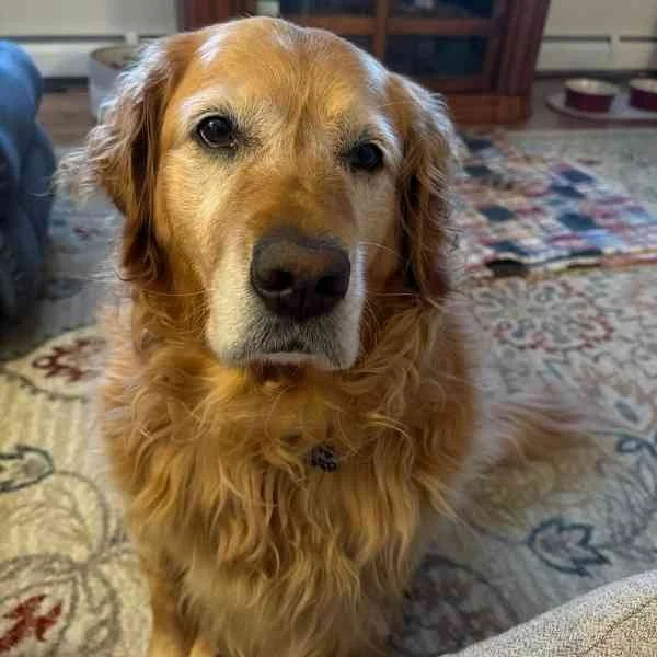 Daisy, our golden retriever
