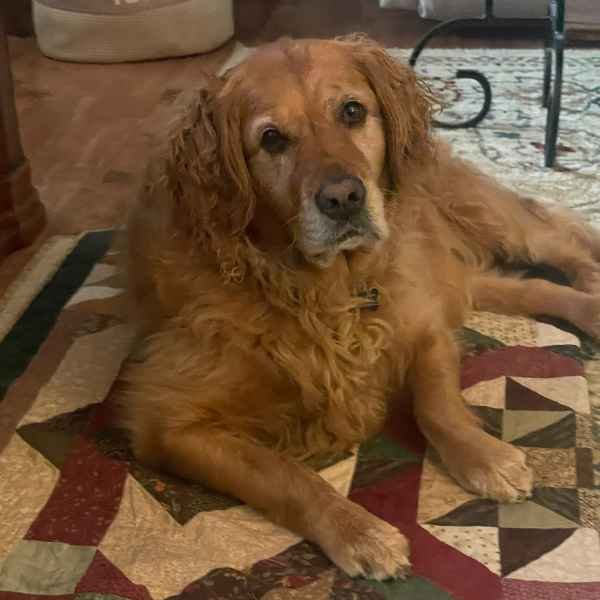 Daisy Golden Retriever dog on quilt