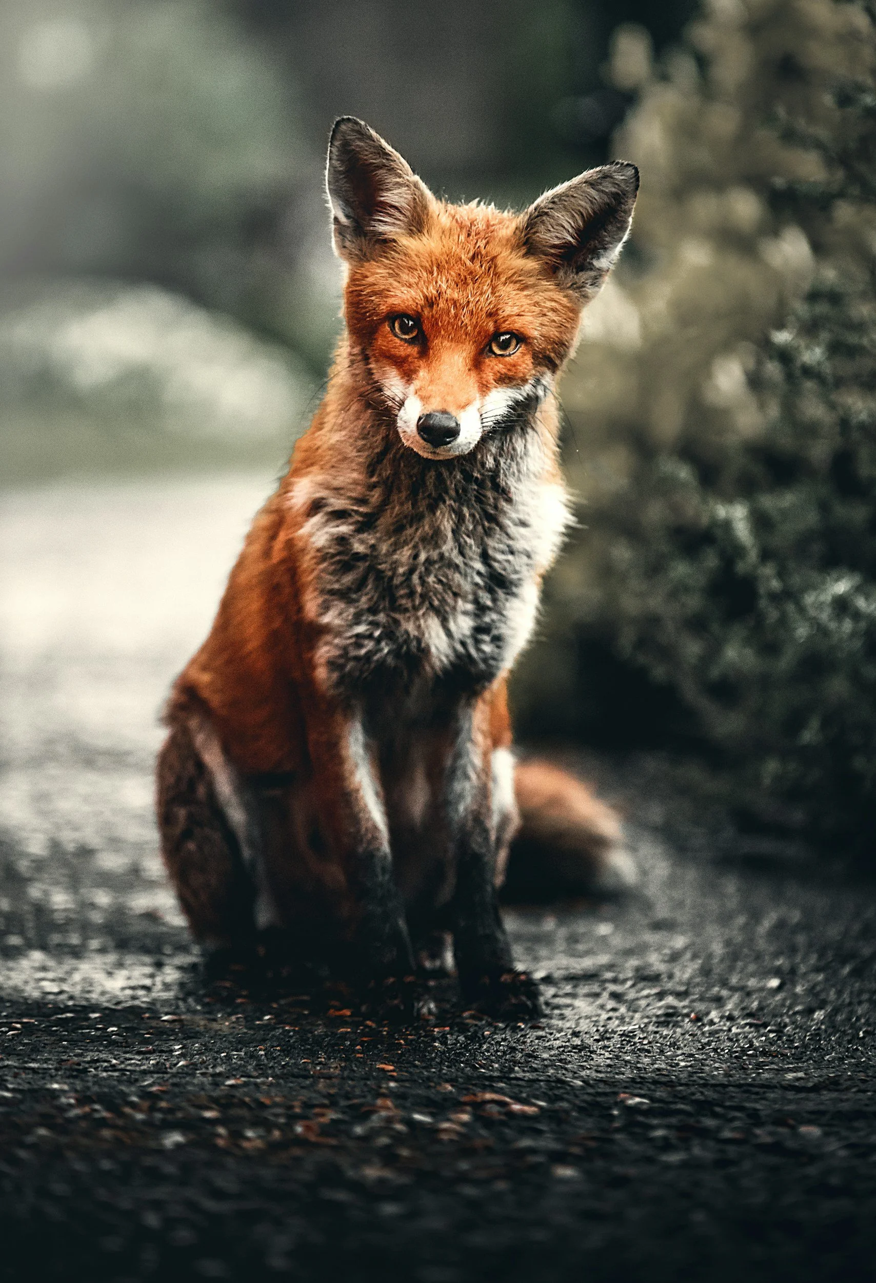 A photograph of red fox sits looking curiously at the camera
