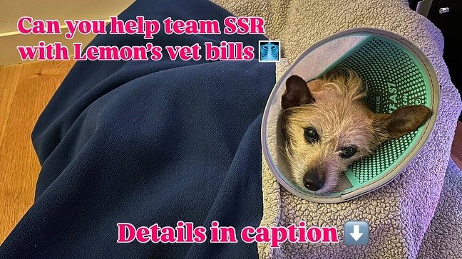Our sweet Lemon is recovering from surgery&mdash;and we need your help!!! Our easy going girl was recently spayed, had a biopsy and x-rays. 

No matter their age, breed, or health status, every @seespotrescued pup can rest assured that we will care f