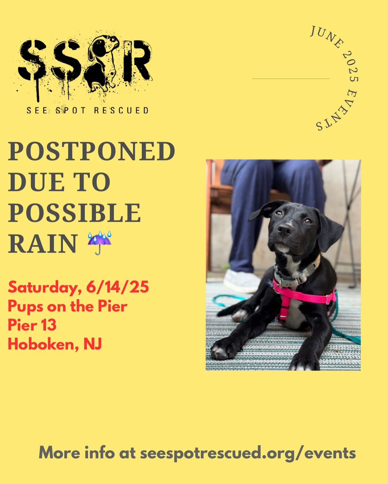 UPDATE: our adoption event scheduled for Saturday (6/14) at @pier13hoboken has been postponed due to possible rainstorms ☔️

We&rsquo;ll update once we have a new date &amp; in the meantime, check out our available pups at seespotrescued.org