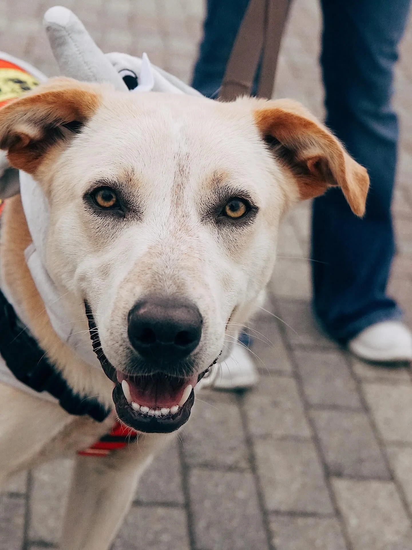 Sweet Boo mad his way to NJ all the way from @amoryanimalresourcecenter in Mississippi. This 9 month old, 38lb Labrador Retriever mix is all treats &amp; no tricks. Hes full of playful energy, affection, and a heart as big as his puppy dog eyes 🐶

H