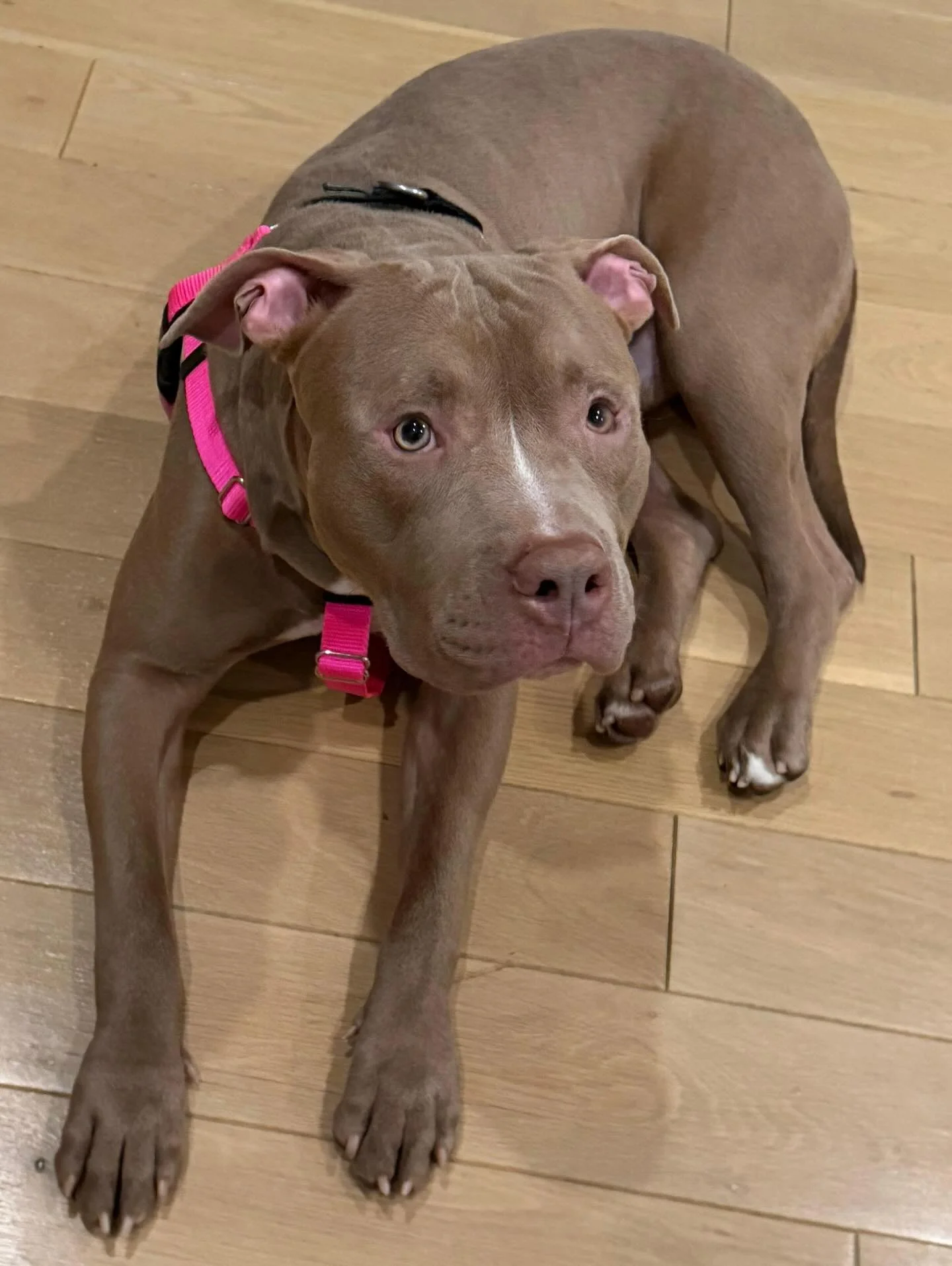 Introducing Razza, the ultimate slice of perfection. He&rsquo;s all about spreading love, no extra cheese needed. He&rsquo;s a real people-pleaser, totally dog-friendly, and always ready to make new friends. With his sweet personality and golden crus