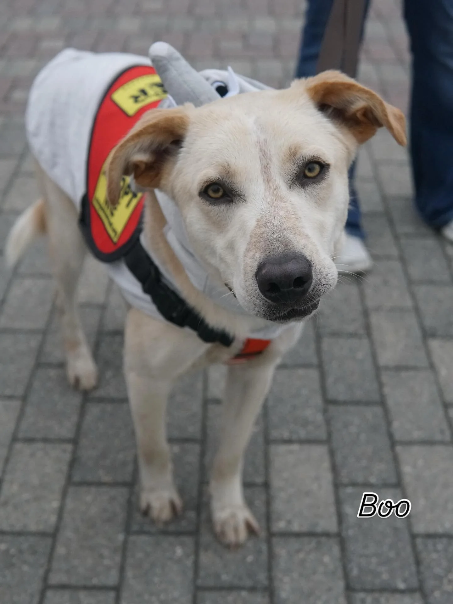 Meet Boo, Razza and Trick at Pups on the Plaza tomorrow:

📅 Sunday, November 2
⏰ 11am-4pm
📍 770 Jackson Street #Hoboken

Join us for adoptable pups, local vendors, fun activities &amp; dog photo sessions with h

🚨 Just a reminder, no same day adop