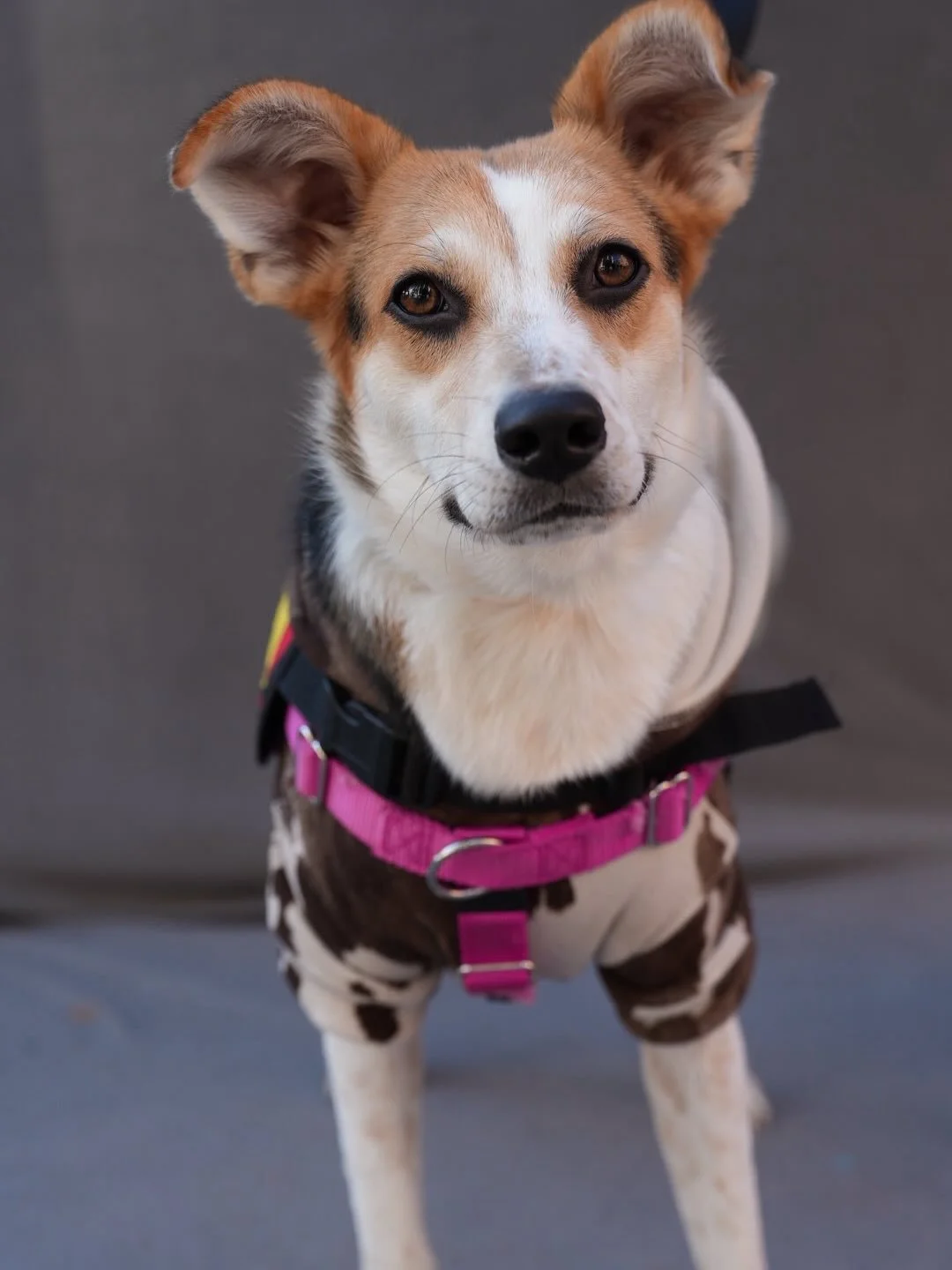 Trick is a 7 month old Corgi/Beagle mix from @amoryanimalresourcecenter in Mississippi 🐶

This 30lb ball of fluff is all about treats, tail wags, and stealing hearts. Don&rsquo;t be fooled by the name; Trick&rsquo;s got tricks up her sleeve and a wh