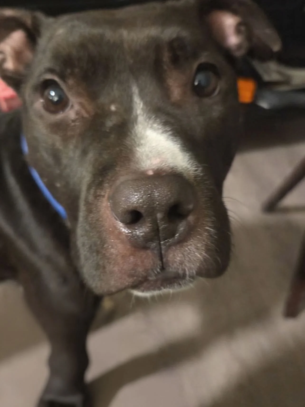 Meet Sage, our volunteers just busted this sweetie out of the shelter 🫶🏻

Sage was found tied to a pole in Queens, with clear signs of neglect. A kind hearted Good Samaritan brought her to safety, and now she&rsquo;s on her way to a better life. Na