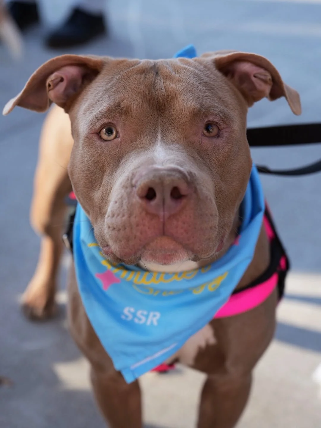 Razza is the ultimate slice of perfection. He&rsquo;s all about spreading love, no extra cheese needed. He&rsquo;s a real people-pleaser, totally dog-friendly, and always ready to make new friends. With his sweet personality and golden crust, we mean