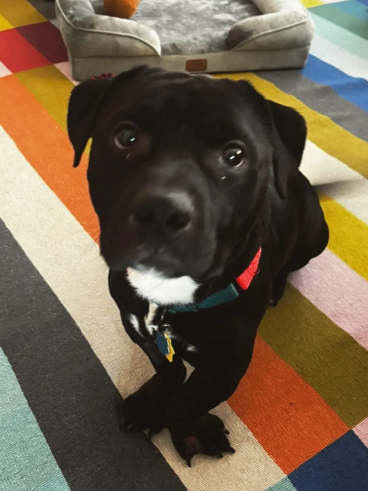 Meet Cheech, a 3 year old lowrider Lab mix from the Queens ACC. Named after our friends at @cheechsbagels, he&rsquo;s the everything bagel of dogs: a little short, a little round, and packed with personality. He may look big, but this guy&rsquo;s onl