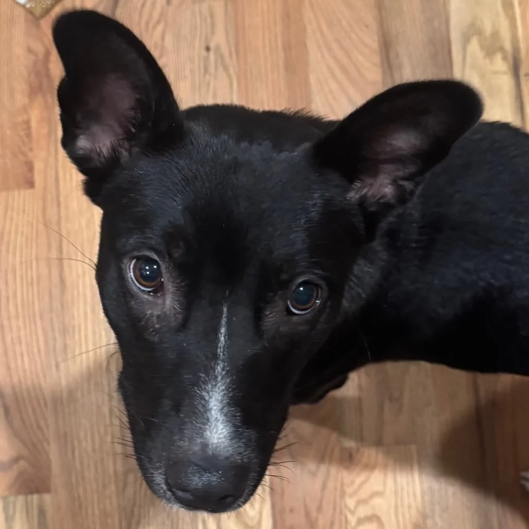 Betty a real &ldquo;glaze&rdquo; of cuteness: smooth, shiny, and totally one of a kind. Named after beloved Jersey City ceramics studio @bettysceramicsclub, this 1 year old, 30lb pup is a little &ldquo;kiln&rdquo; of fun and full of charm.

She&rsquo