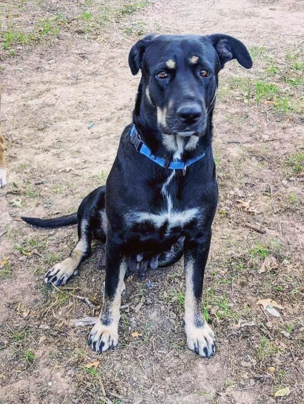 Meet Nico, a 2 year old, 70lb hound mix named after @njdevils Captain @nicohischier 🏒

Nico is the ultimate team leader, calm, confident, and always looking out for her pack. As the devoted mom to her litter of pups, Nico has shown true captain qual