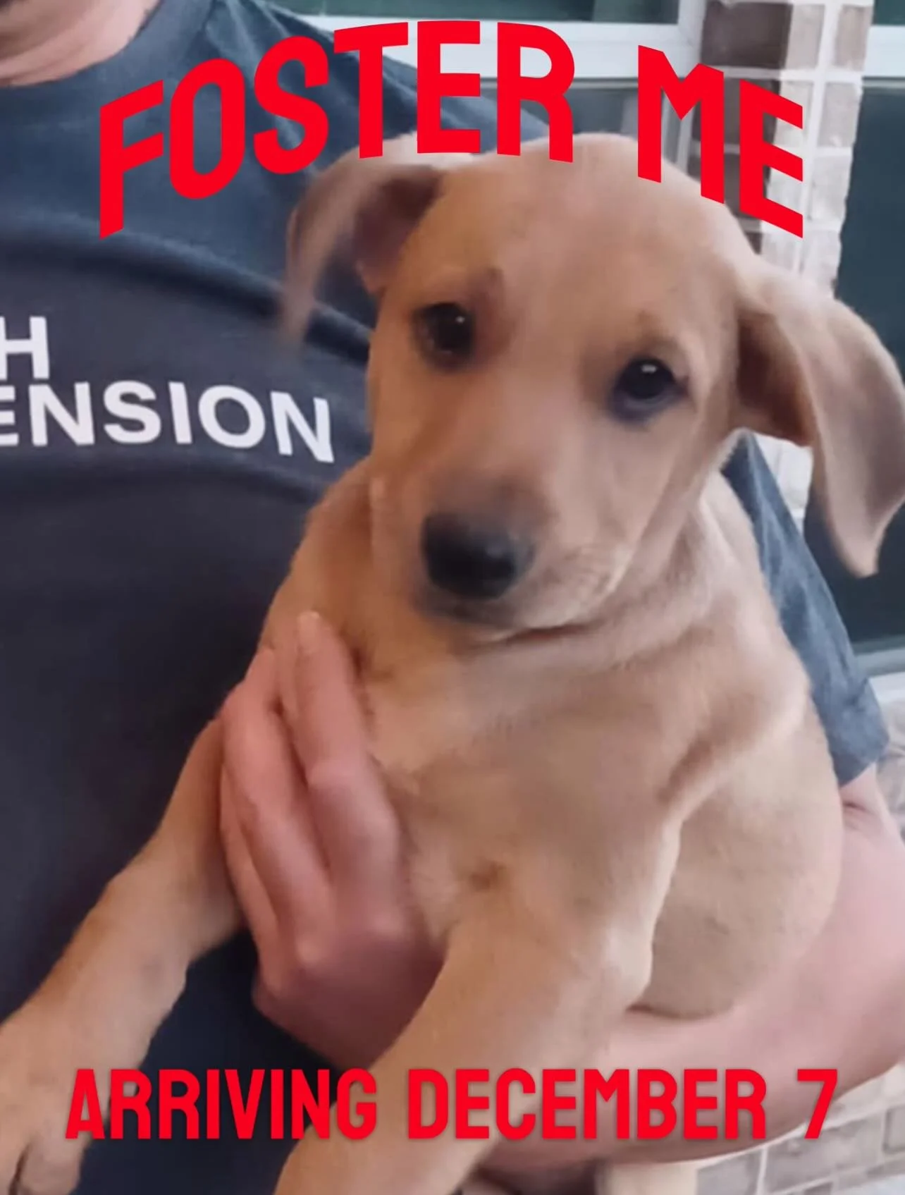 🚨FOSTER NEEDED: ARRIVING IN NJ ON SUNDAY, 12/7 🚨

Meet @codyglass8! This 4 month old, 20lb hound mix may share a name with a pro center, but she&rsquo;s the real MVP of the rescue world. Cody&rsquo;s got speed, smarts, and heart, the perfect combo 