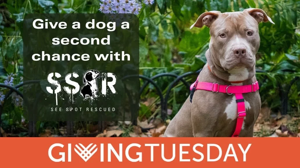 Right now, dogs are running out of time in high-kill shelters. But this #GivingTuesday, you can give a dog their second chance. Your gift rescues dogs from desperate situations, transports them to safety, provides critical medical care, connects them
