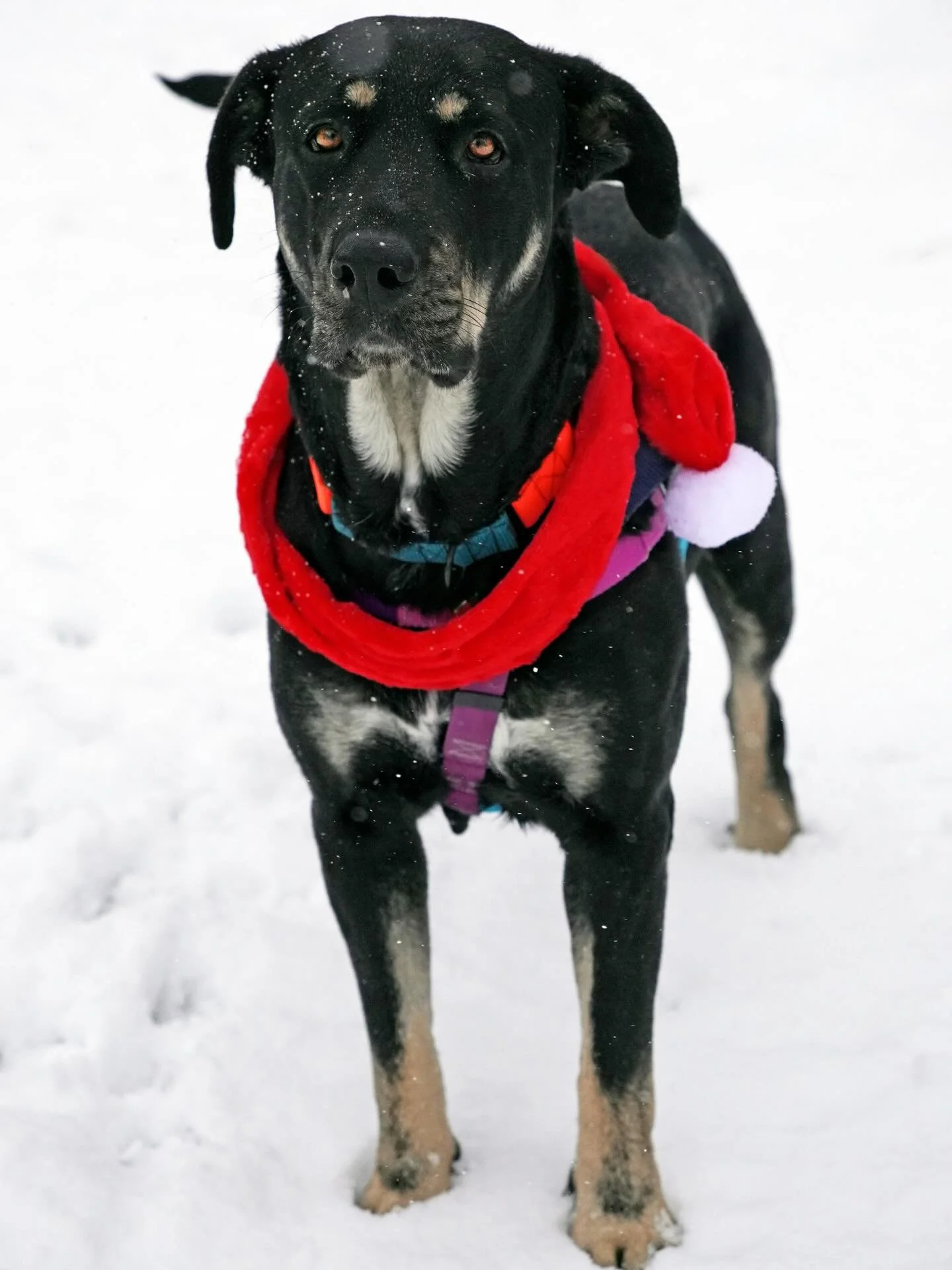 SSR fam, help us find a new foster home for our sweet momma Nico 🤗

This gorgeous young lady (she&rsquo;s about 2 years old, just a baby herself) recently traveled to NJ from Texas with her litter of puppies (all available for adoption at seespotres
