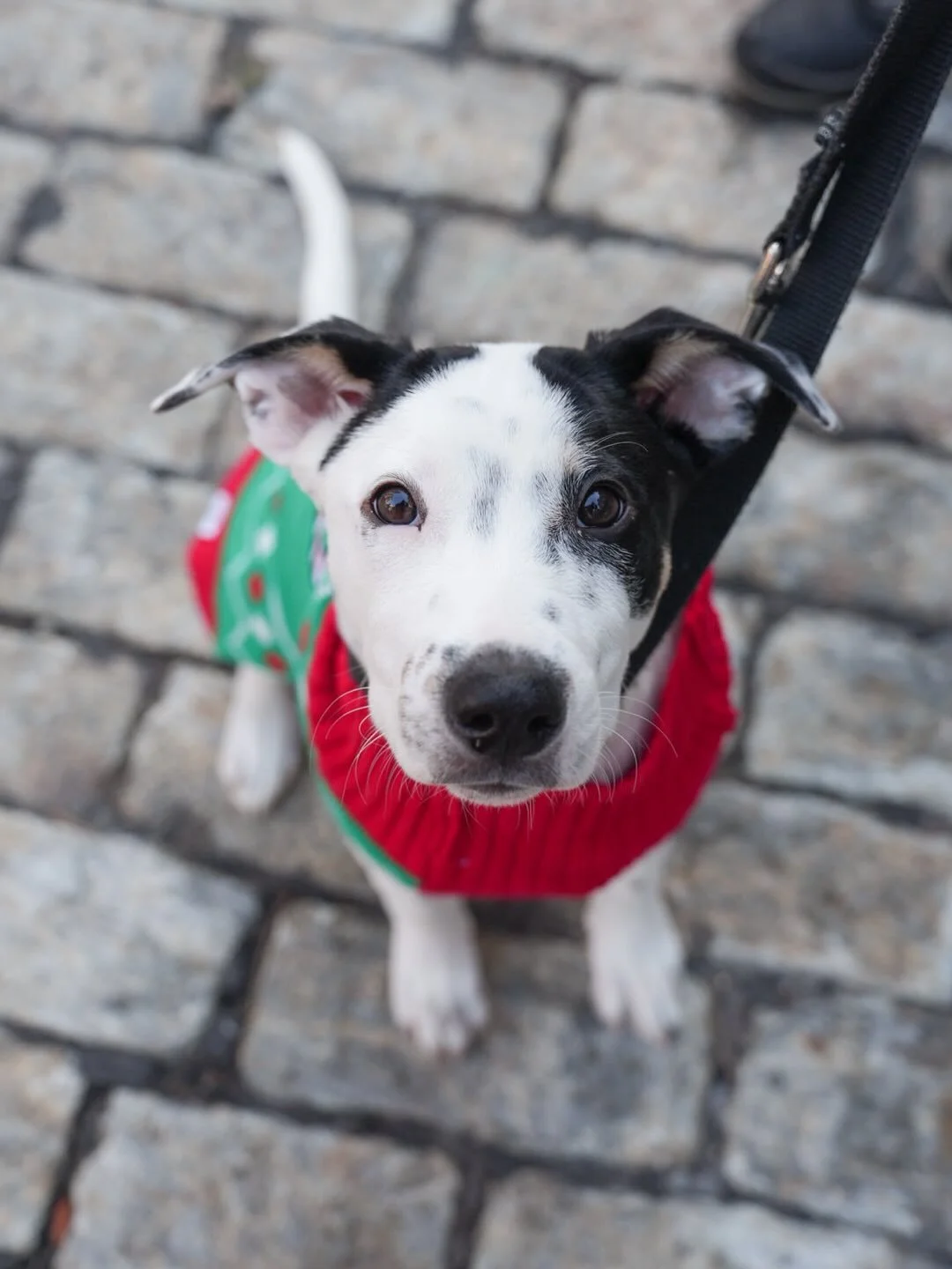 Jesper Bratt is a 5 month old hound mix thyas already skating circles around everyone she meets. Just like her namesake, @njdevils right winger @JesperBratt, she&rsquo;s fast, full of energy, and impossible not to cheer for. She&rsquo;s a team player