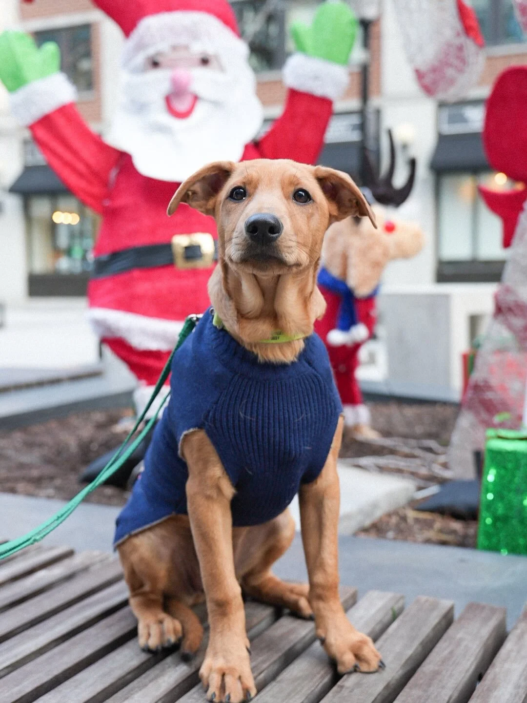 Meet @codyglass8! This 5 month old hound mix may share a name with a pro center, but she&rsquo;s the real MVP of the rescue world. Cody&rsquo;s got speed, smarts, and heart, the perfect combo for any team. She&rsquo;s playful, social, and always read