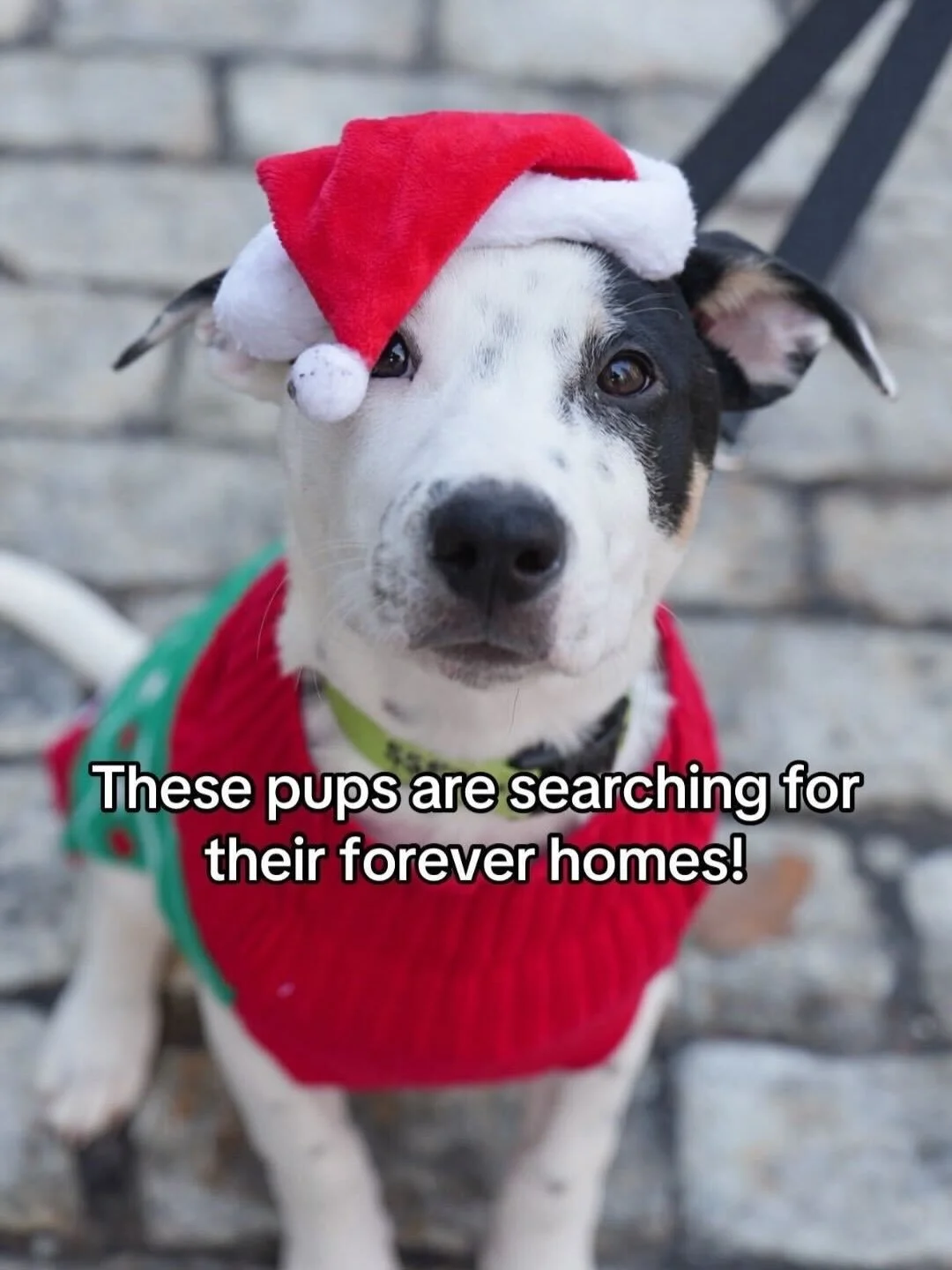 So many amazing dogs hoping for a home for the holidays 🤍

#rescuedogs #adoptme #seespotrescued