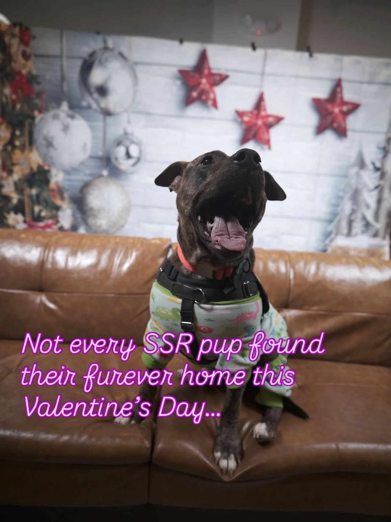 If you believe in meet-cutes and love at first tail wag, come Snuggle, Shop &amp; Adopt:

📅 Saturday, 2/21
⏰ 12pm-4pm
📍 @3acres_jc: 400 Claremont Ave, #jerseycity 

Meet Pomelo, Otis, Scram, Xena, Nico and Fran while supporting local vendors at @pe