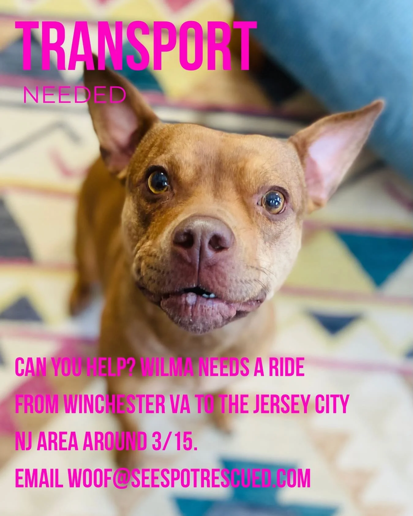 Can you help? Wilma needs a ride from Winchester VA to the Jersey City NJ area around 3/15. Email woof@seespotrescued.com