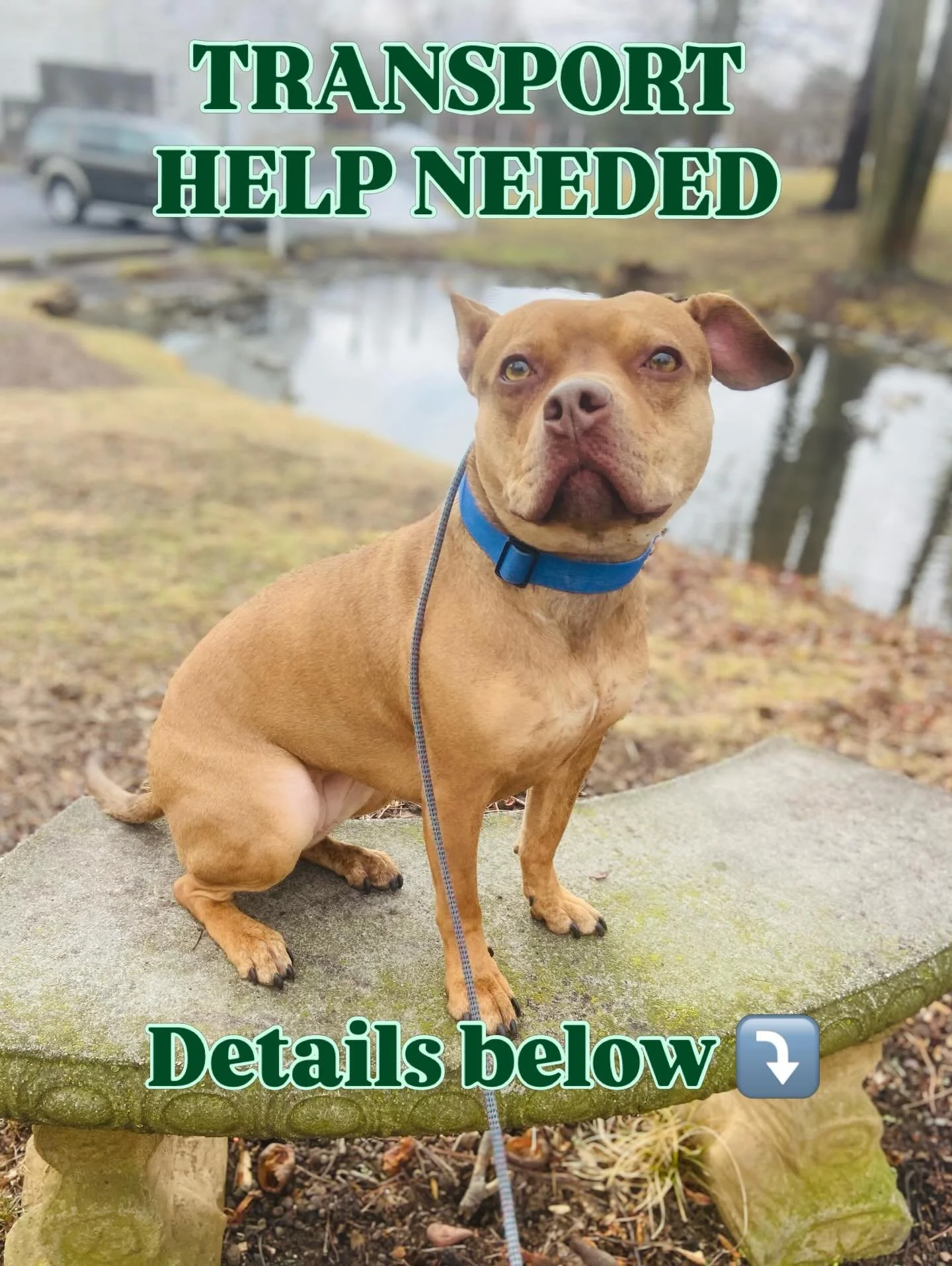 URGENT: Wilma needs a ride from Winchester VA to the Jersey City NJ area in the next week. 

@seespotrescued will cover all costs associated with picking her up. 

Email woof@seespotrescued.com for more info and please help by sharing this post 🔄 

