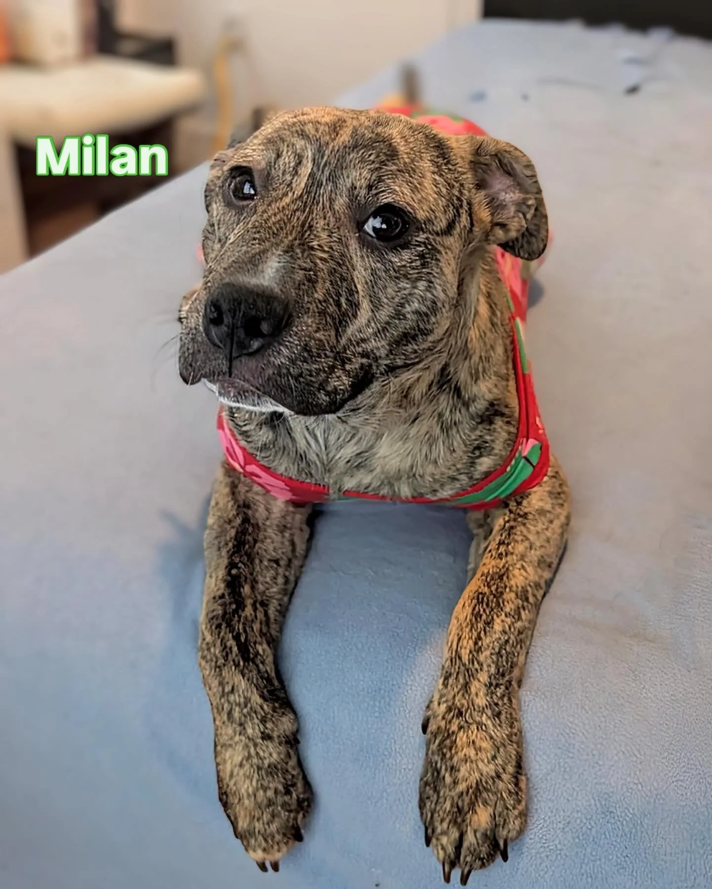 Get lucky with a furry soul-mutt this St. Patrick's Day: no Tinder drama included 💚 

➡️ seespotrescued.org/adopt

#stpatricksday #adoptdontshop #rescuedog