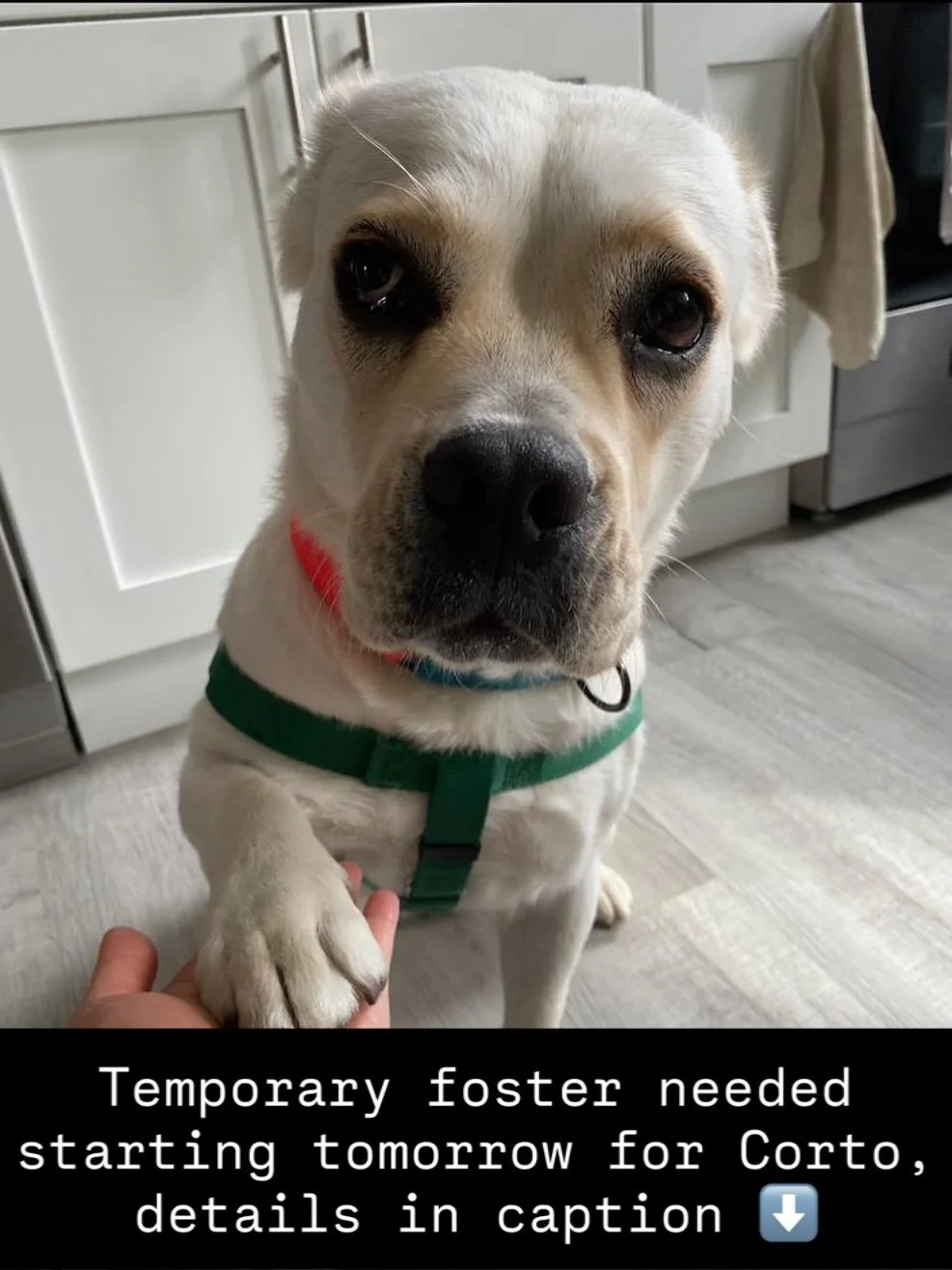 🚨URGENT: temporary foster takeover needed for Corto starting tomorrow (Mon, 3/30) through Wednesday (4/1). Looking for someone in the suburbs or a quiet area with no other pets 🙏

Email foster@seespotrescued.com if your can help! 

Can&rsquo;t fost