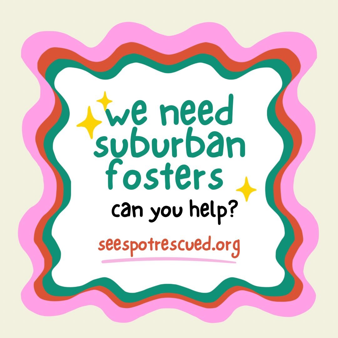 🚨 SUBURBAN FOSTERS NEEDED 🚨

😌Quiet area like the suburbs or the shore 
🙅🏻&zwj;♀️No kids or resident pets

Dogs: they&rsquo;re just like us! Some simply aren&rsquo;t &ldquo;city dogs&rdquo;. But, they ARE cuddly, sweet, &amp; fantastic dogs who 