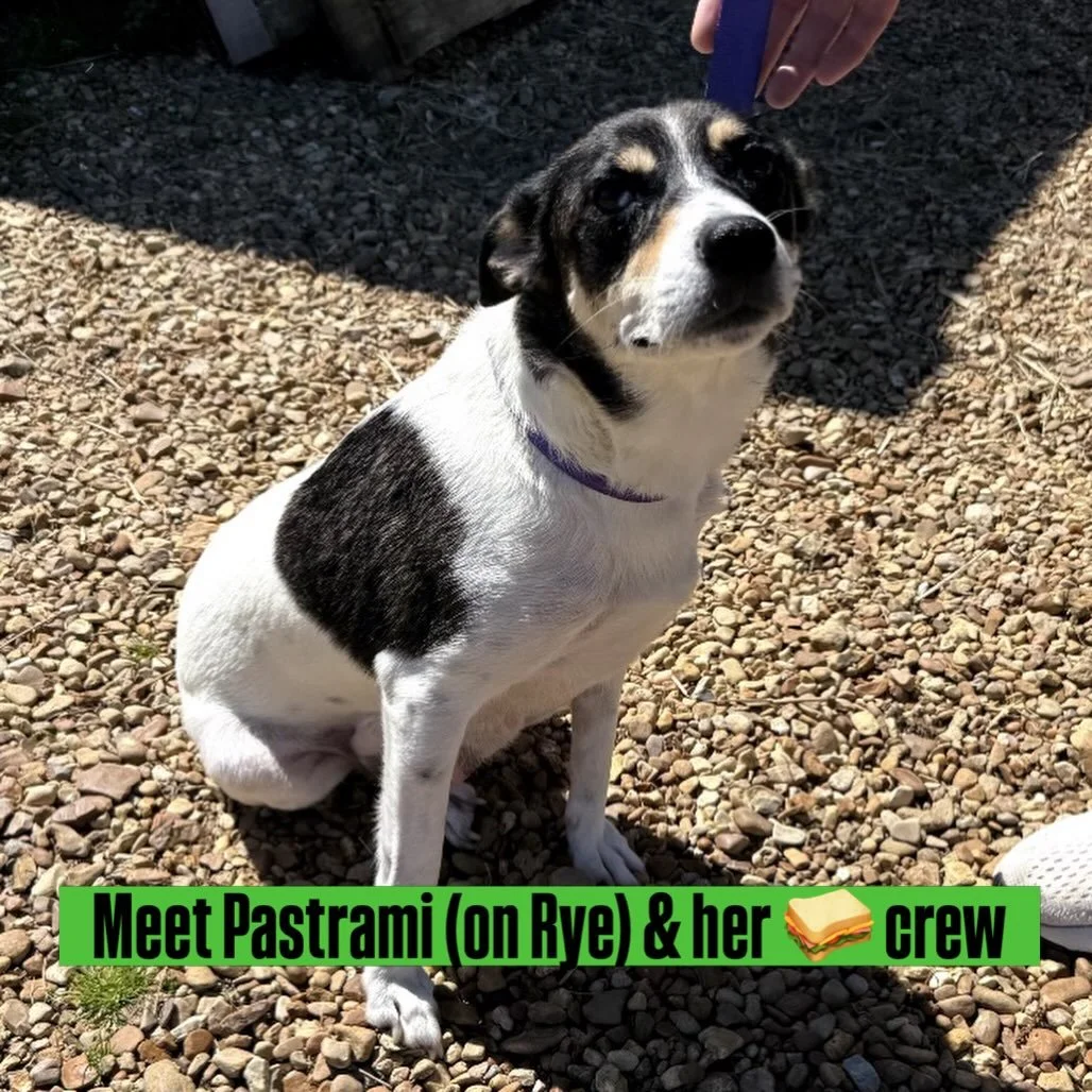 Meet Pastrami (on Rye) &amp; her adorable pups : Tuna Melt, Reuben, BLT, and French Dip! 

Lean more at seespotrescued.org/adopt