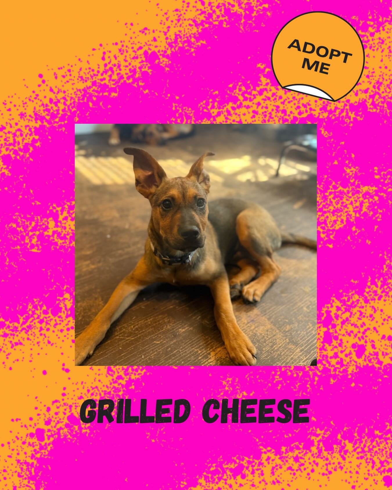 Meet Grilled Cheese 🥪

He&rsquo;s 5 months old, weighs about 30lbs and is as warm and irresistible as his name suggests! This sweet, playful, and affectionate pup loves meeting new friends, exploring new places, and snuggling up for cuddles.

Full o