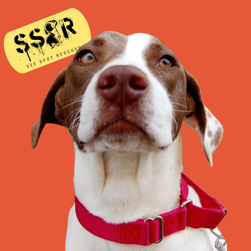 Barks and Brews Adoption Event