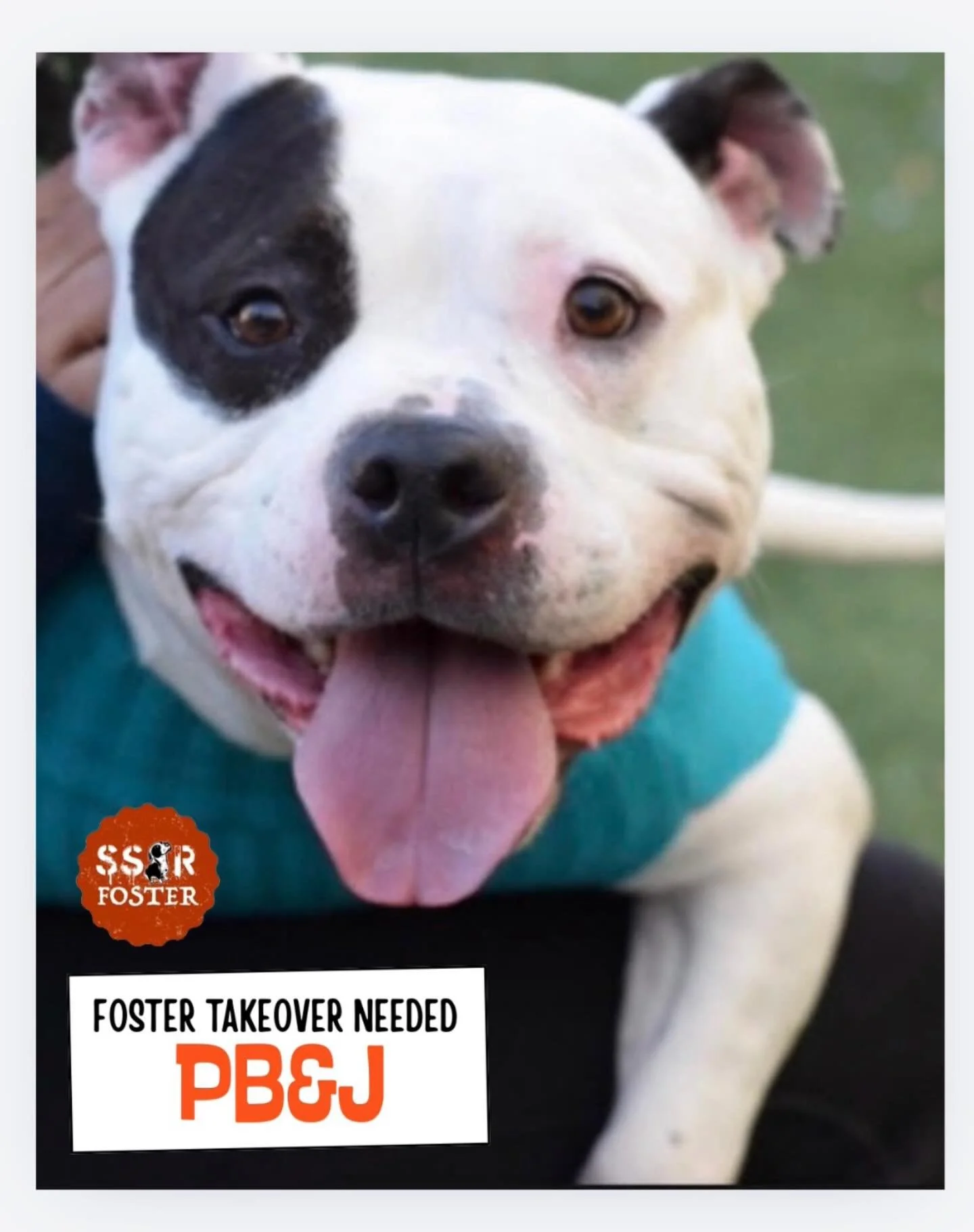FOSTER TAKEOVER NEEDED ASAP for PB&amp;J 

The details: she&rsquo;s super sweet, house trained &amp; crate trained, 1 year old, 49 lbs and we&rsquo;re looking to move her to a pet free home.

Email foster@seespotrescued.com if you&rsquo;re available 