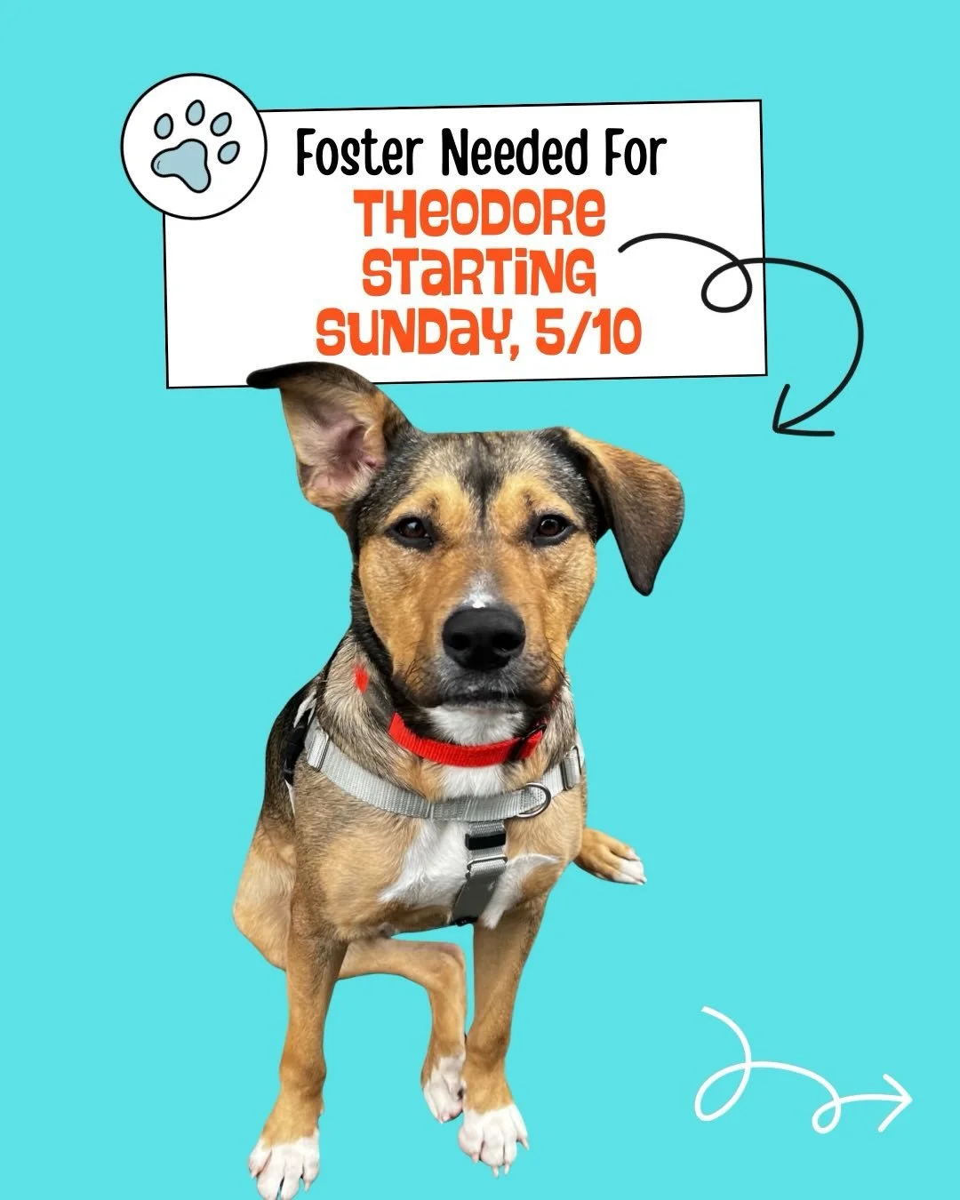 URGENT, PLEASE SHARE 🫶🏻

We&rsquo;re looking for a foster takeover for Theo starting Sunday, 5/10. Theo is dog, cat and people friendly. He&rsquo;s also house trained, a great leash walker &amp; a certified 10/10 good boy! He loves long walks and p