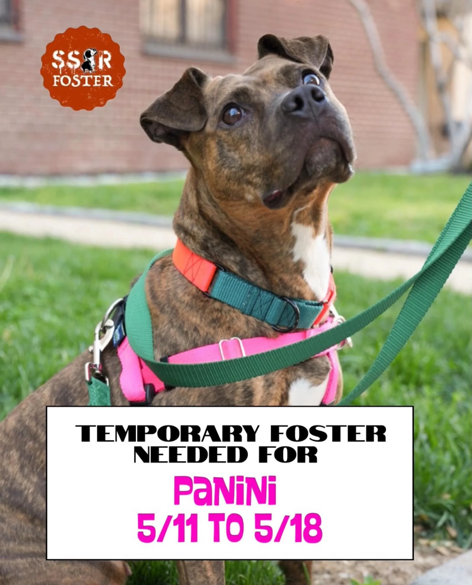 TEMPORARY FOSTER NEEDED FOR PANINI 💓

📆 5/11-5/18
ℹ️ House trained and crate trained
‼️No other dogs 
📧 foster@seespotrescued.com 

Can&rsquo;t foster right now? Be a hero and share this post 🐾