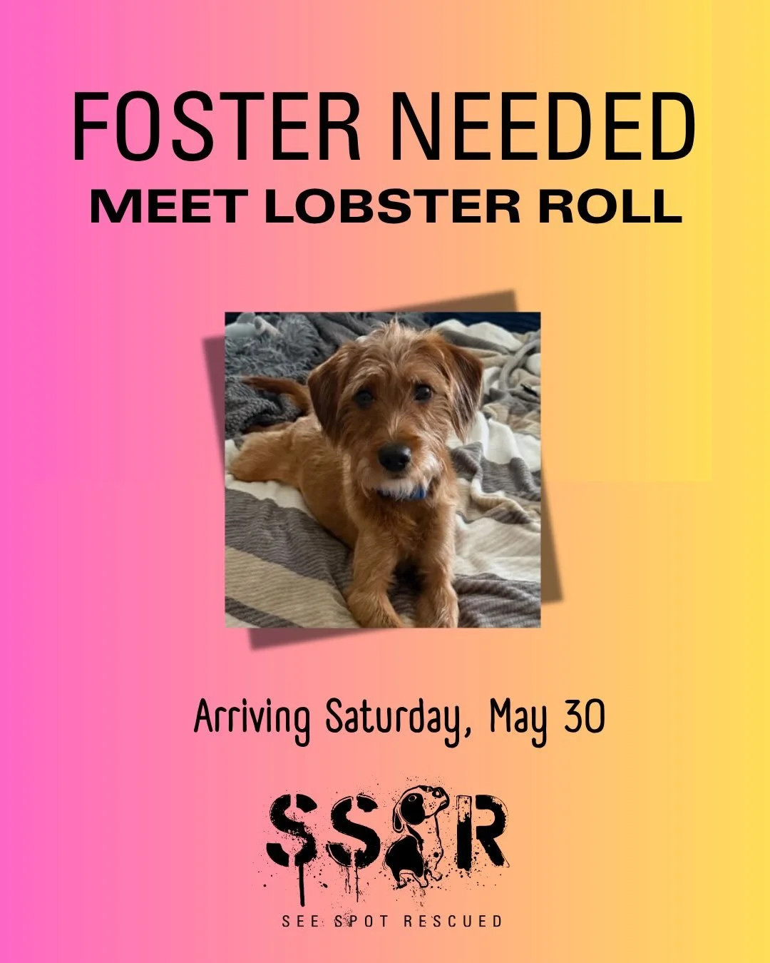 🚨Fosters needed starting 5/30 and 6/6 🚨

Please give a warm welcome to SSR&rsquo;s summer crew, they&rsquo;re ready to crash on your couch and steal your heart ☀️
 
🦞 Lobster Roll, Male, 9 months old, 30lbs
 
😎 Sunscreen, Female, 4 months old, 15