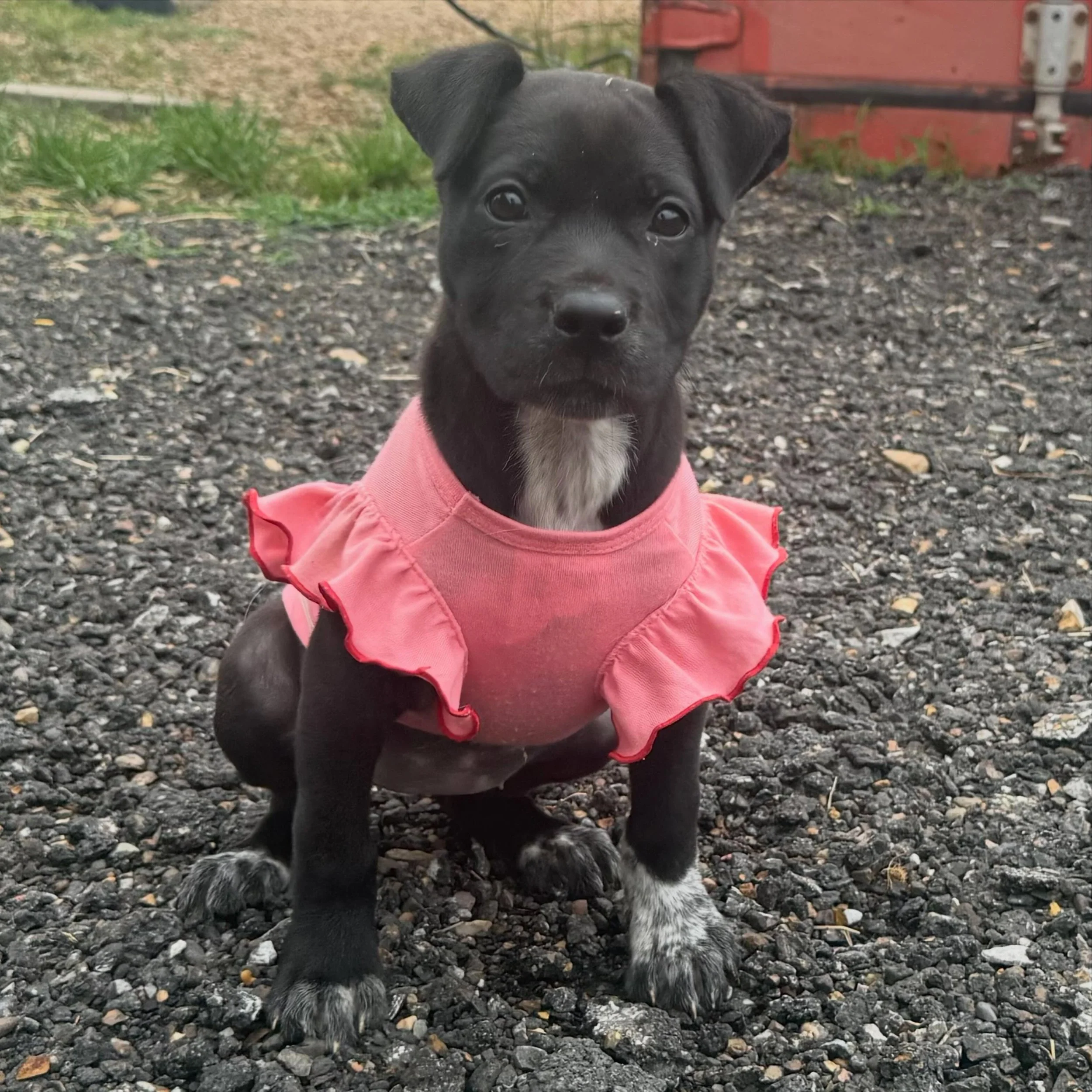 Meet Floatie 🛟

At 4 months old and 20 pounds, Floatie&rsquo;s ready to be your pool time little bestie. She&rsquo;s a sweet girl who loves snacks, cuddles, and playing with toys. Though she isn&rsquo;t a life saving device, she is ready to learn ne