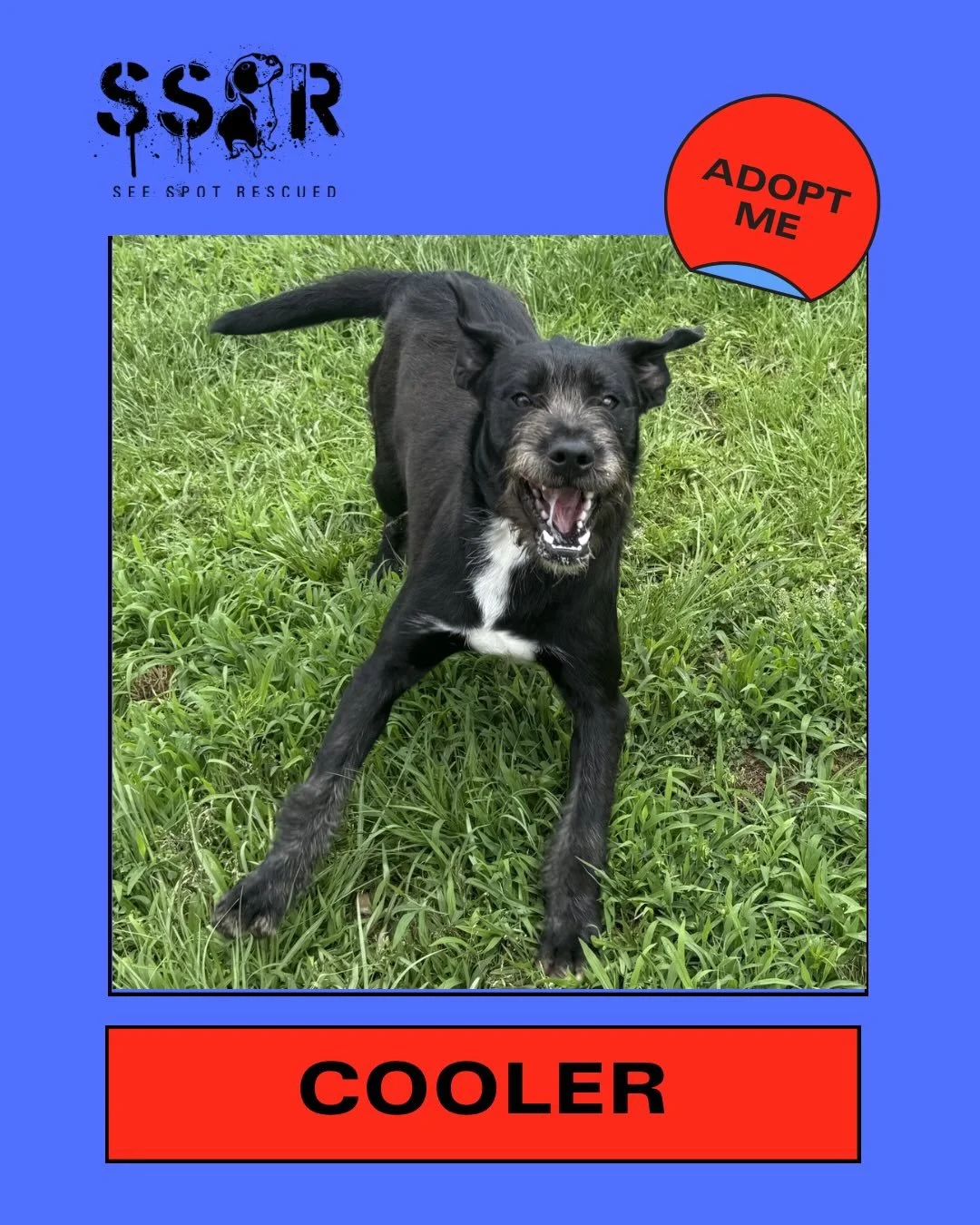 Meet Cooler 🧊

He&rsquo;s 8 month old &amp; weighs 25lbs, and he&rsquo;s ready to keep the chill vibes going this summer. He has puppy energy that will last as long as the ice in your @yeti cooler, but after you take him out for some playtime, he&rs