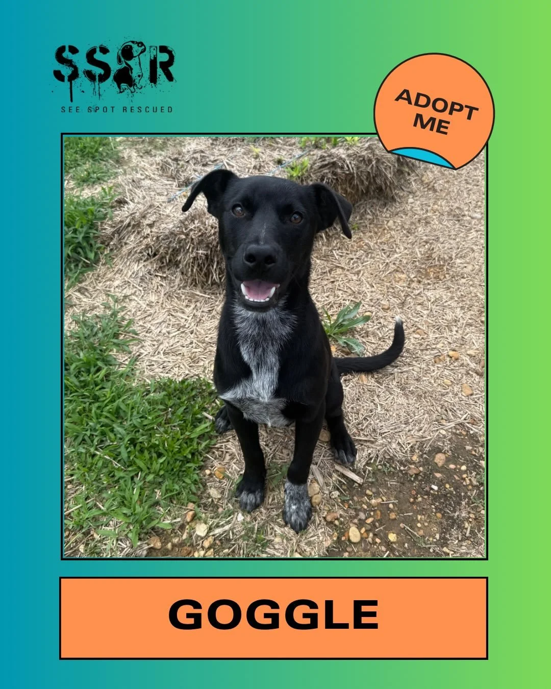 Meet Goggle 🤿

At 25lbs &amp; 7 months old, he&rsquo;s ready to see you through this upcoming summer!

Goggle is a silly, sweet boy with the cutest triangle ears! He loves learning new tricks and cuddling with his favorite people. He is a necessity 