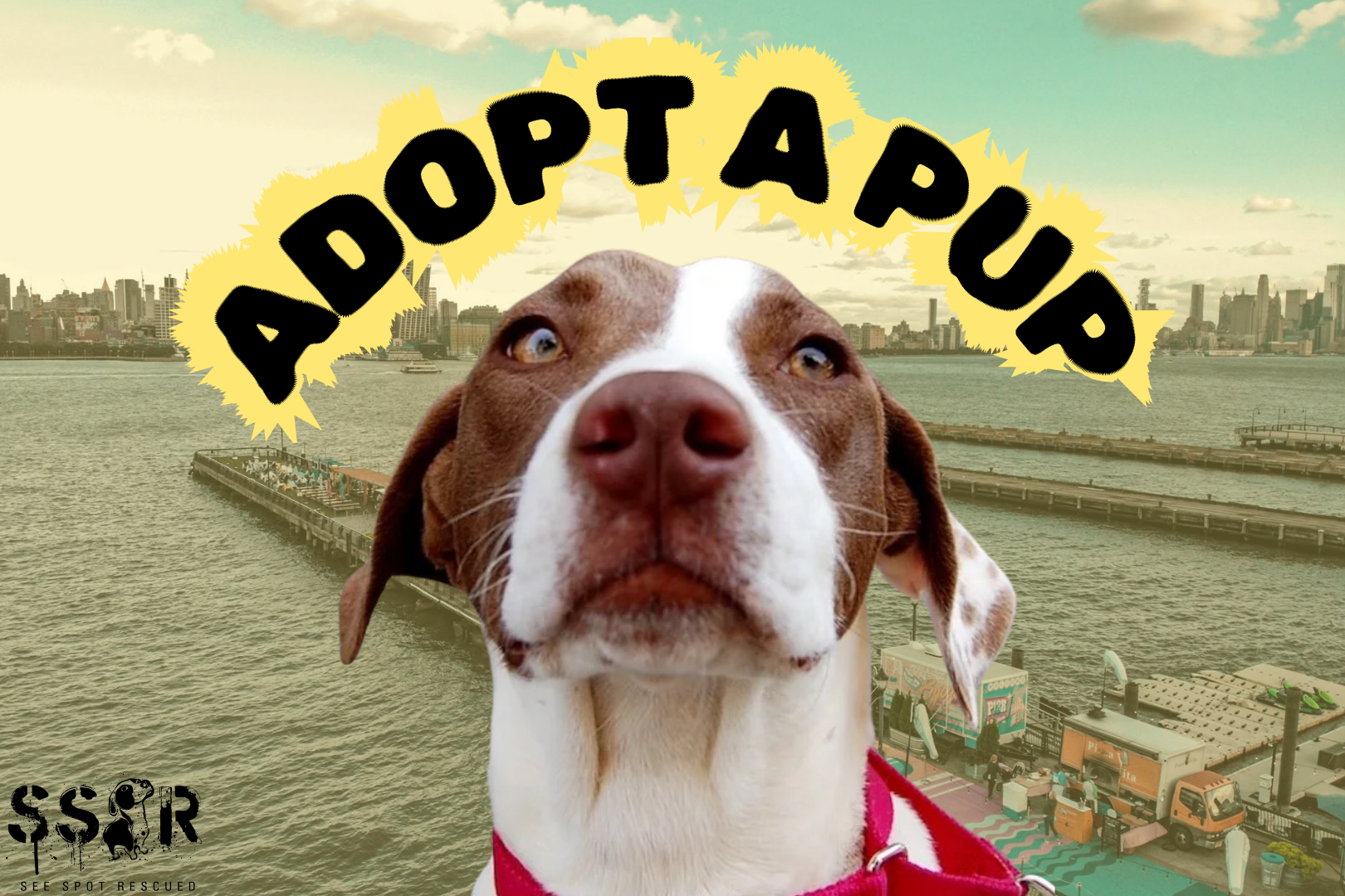 Adopt a Pup at Pier 13