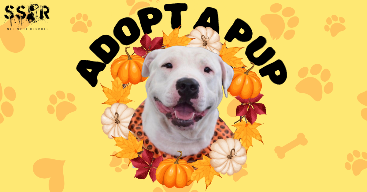 👻Halloween Pet Costume Pawty and Adoption Event