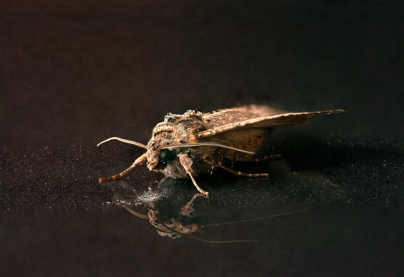 Misc 5D Mark 2 Moth Inst-1.jpg