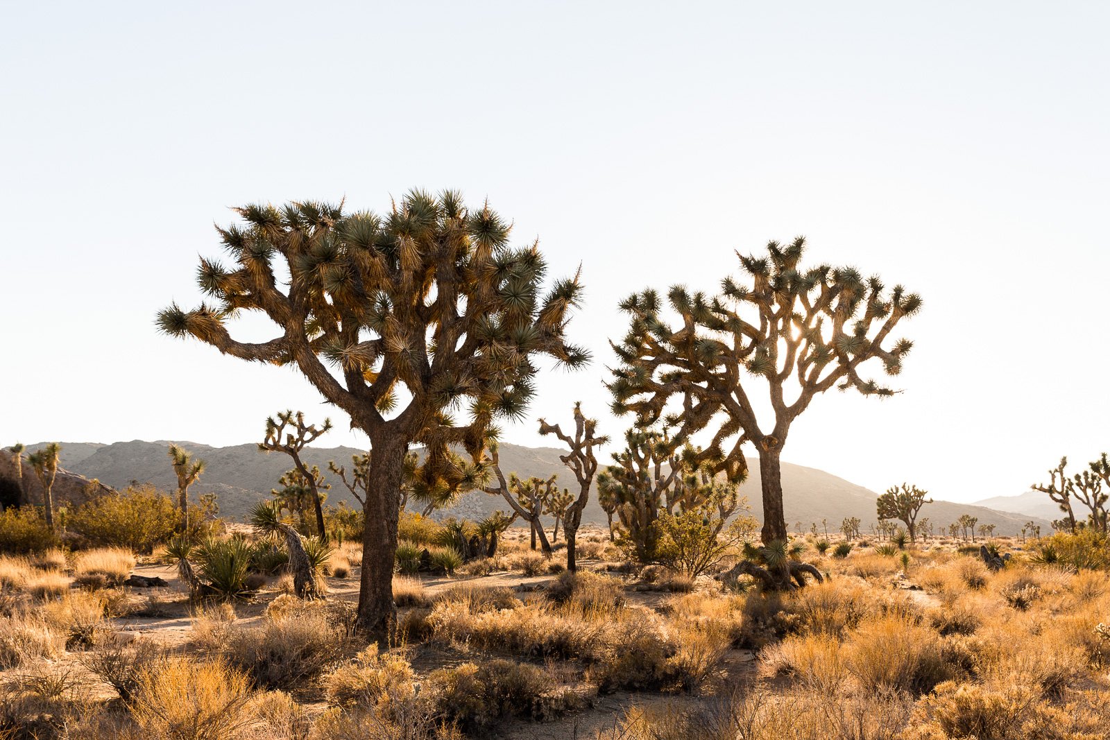 TwoTreesJoshuaTree.jpeg