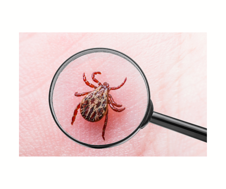 Alpha-gal Syndrome: A Homeopathic Perspective on Tick-Induced Food Allergy