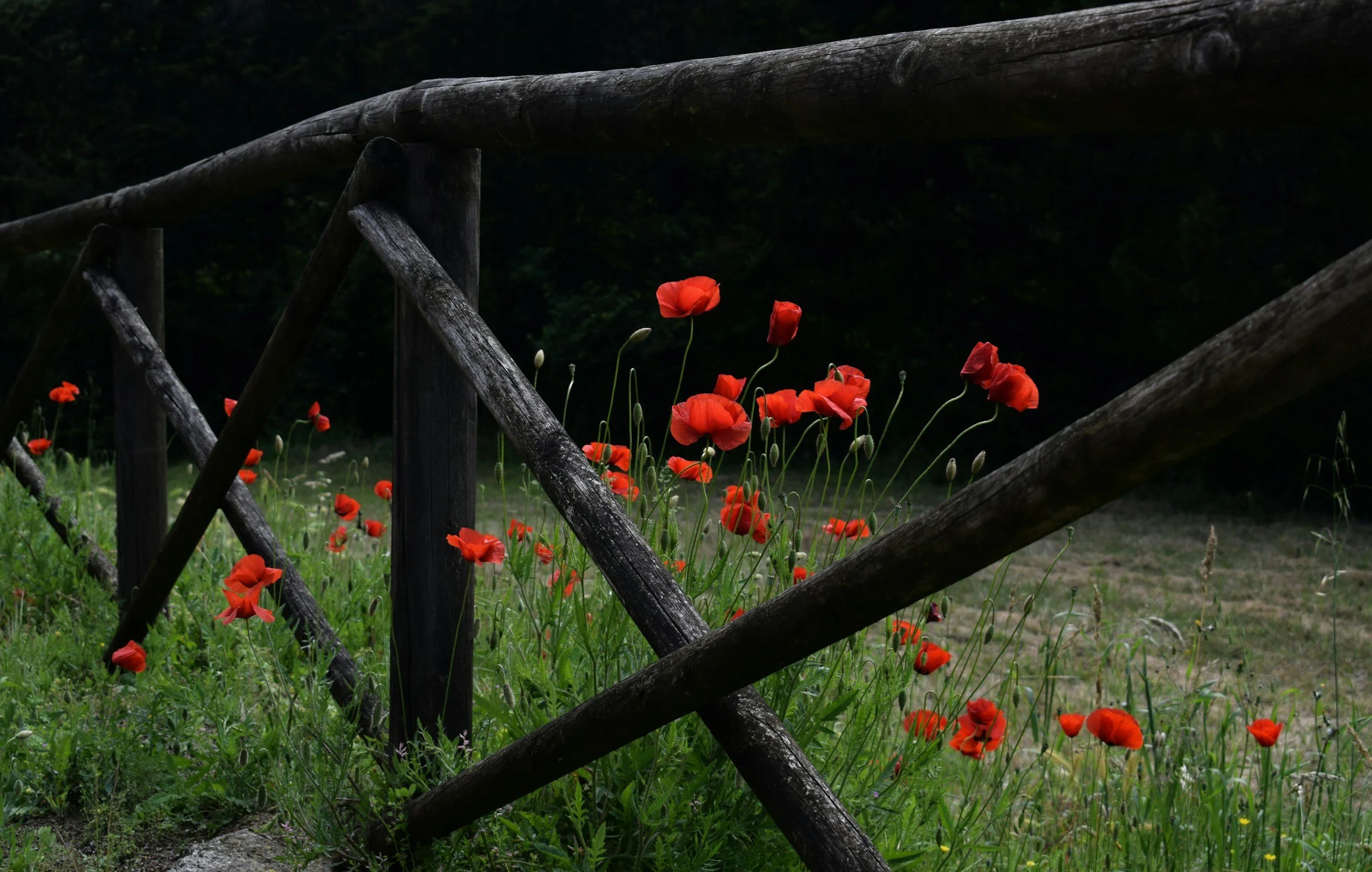 Episode 9: Beyond the Poppies - Lisa Wallace on Race, Representation, and Remembrance