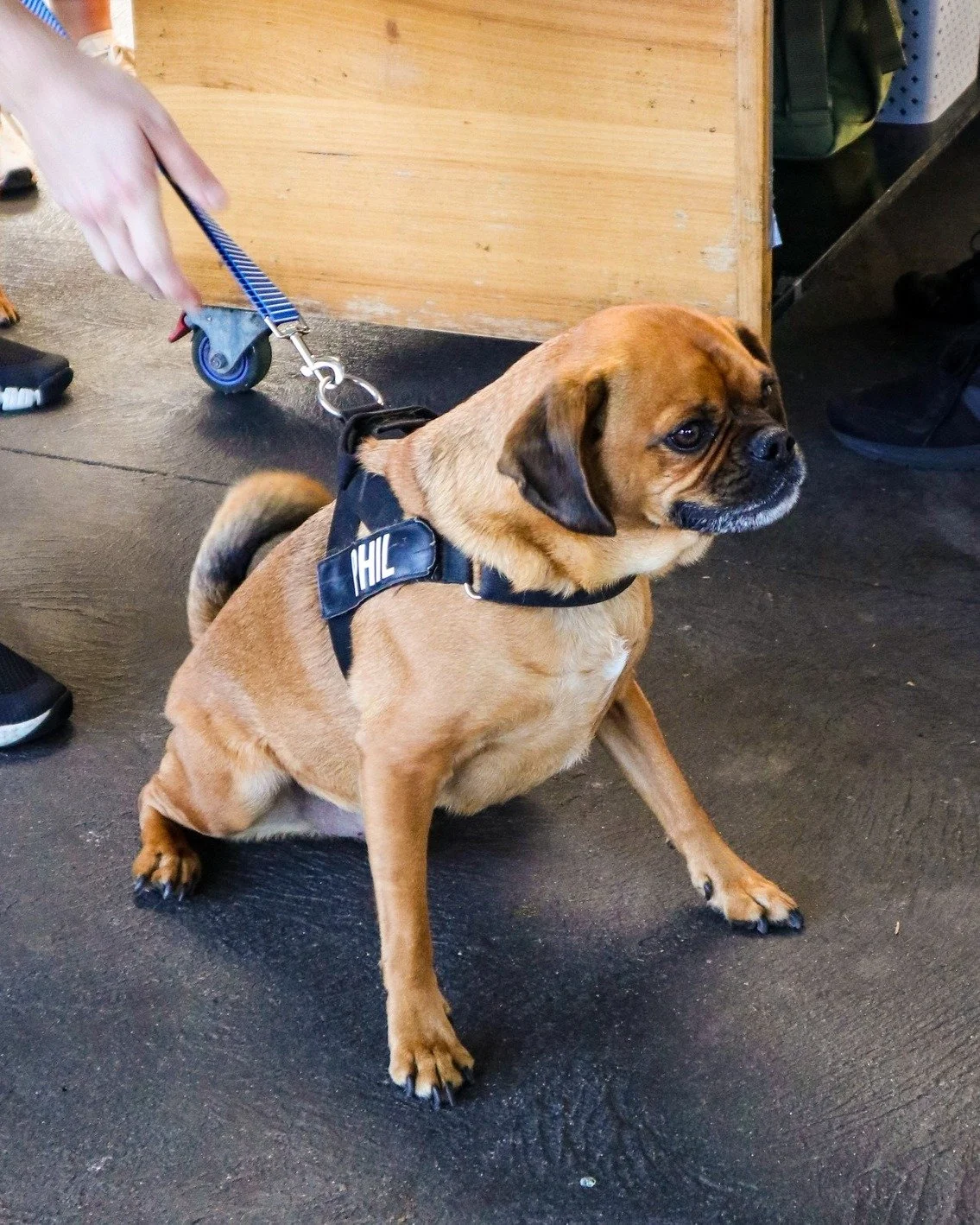 Our cafe is the perfect spot to dine with your furry besties 🐶 
(Please bring them because we'd love to see them 🤭)
#CafeMonstera #sydneybrunch #sydneycafe #sydneybreakfast #cafes #waterfrontdining #sydneybrunchspots #sydneyfoodshare #breakfastin