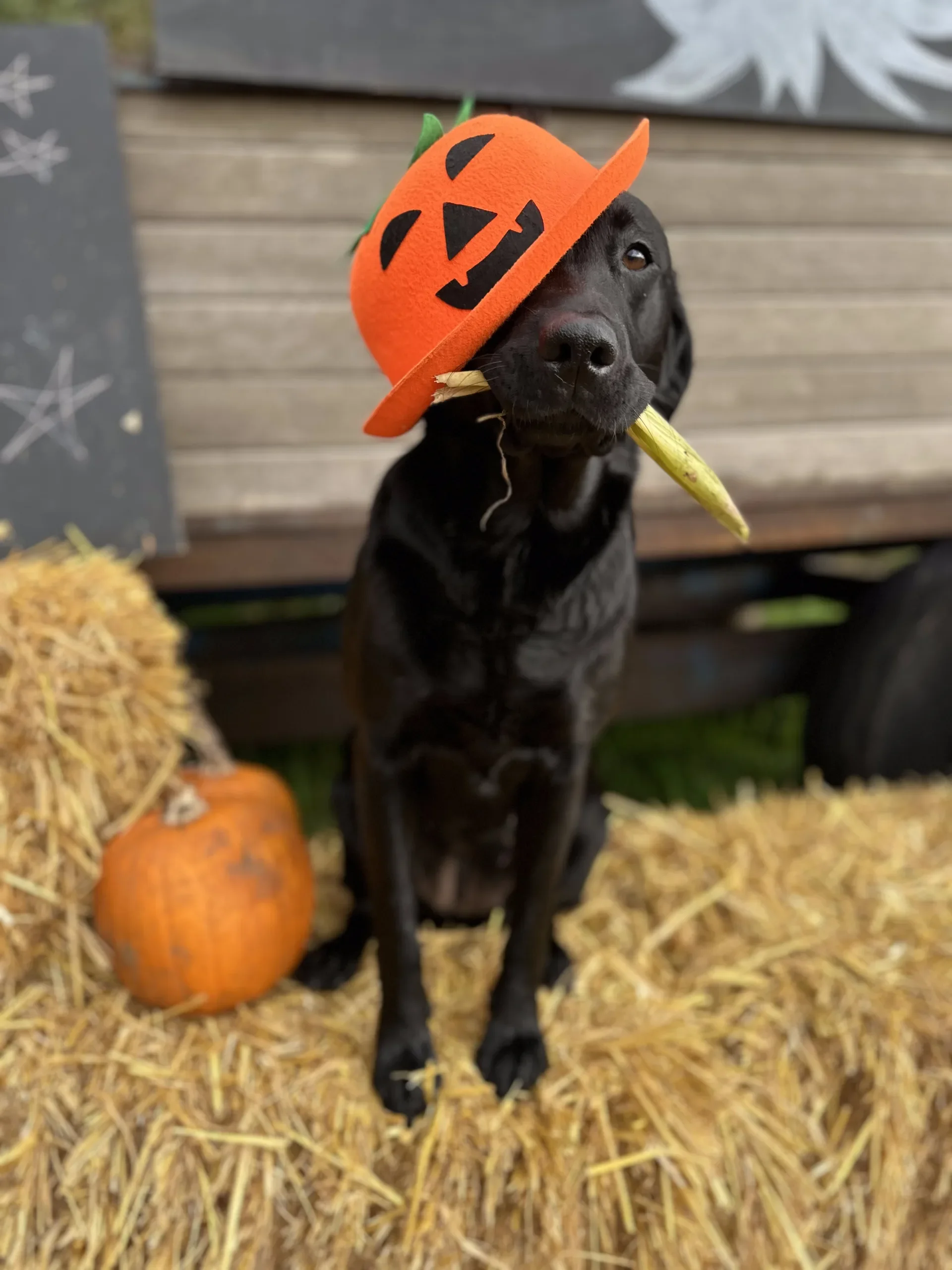 A black dog with a pumpkin costume hat on its head, holding a stick in its mouth, standing on straw, with a pumpkin and hay bales in the background, celebrating Halloween.