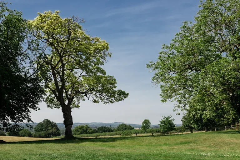 hallcourt-farm-lone-tree-farmland-views-768w.webp