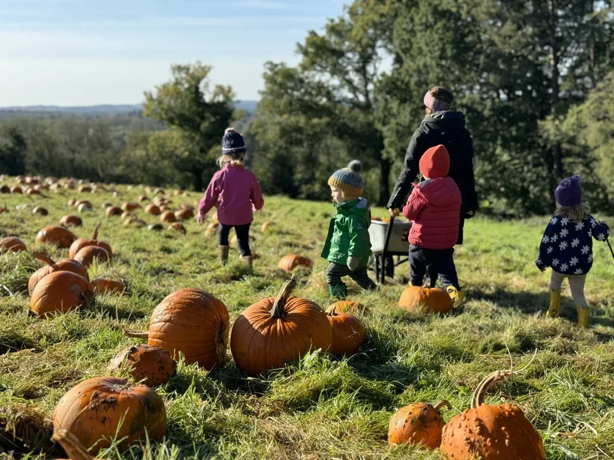 Children and an adult walking through a pumpkin patch during daytime with pumpkins scattered on the grassy ground, trees in the background, and clear skies.