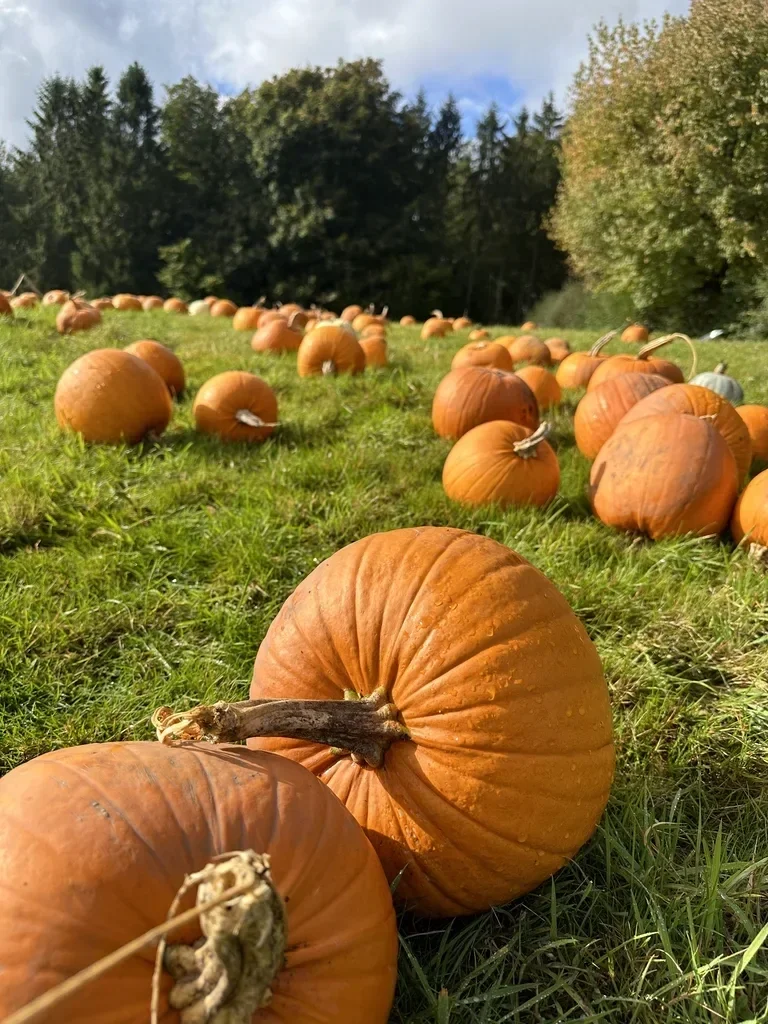 A field of orange pumpkins on a grassy area with trees in the background, under a partly cloudy sky.