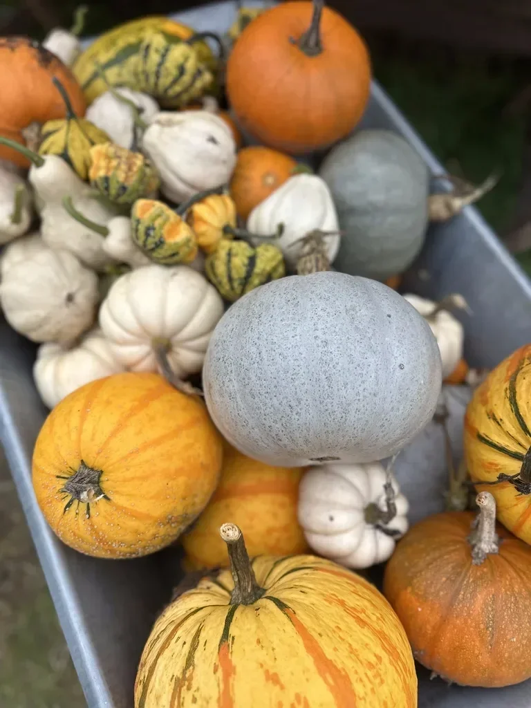 hallcourt-farm-pumpkin-picking-berkshire-hazy-orange-pumpkin-768w.webp