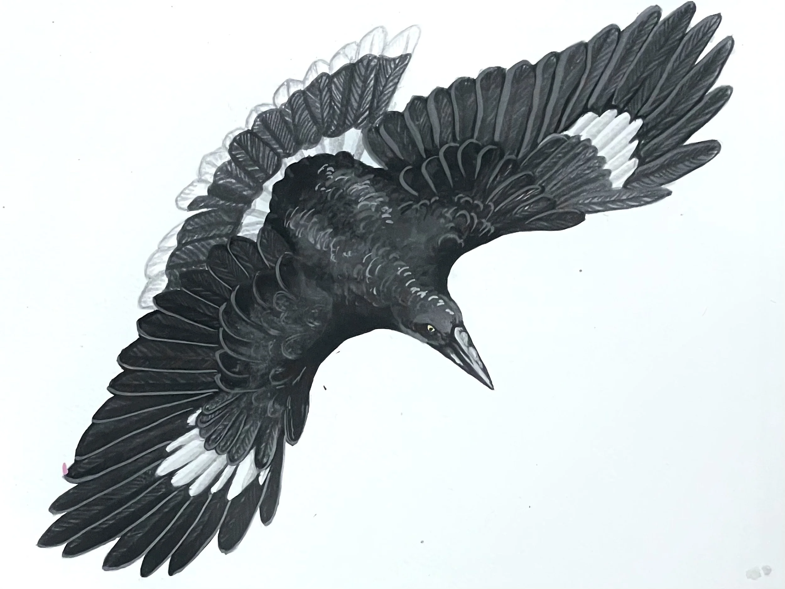 Pied Currawong (strepera graculina)